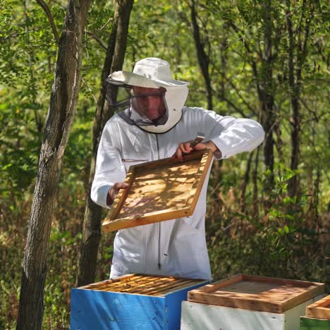 beekeeper is working with bees and beehives on the apiary. bees on honeycomb. frames of a bee hive. beekeeping. honey