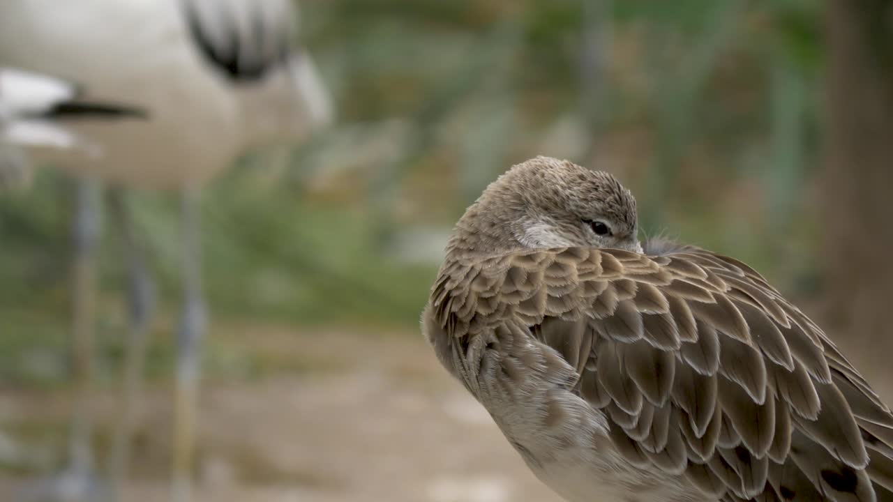 쉬고 있는 brushane의 클로즈업 샷