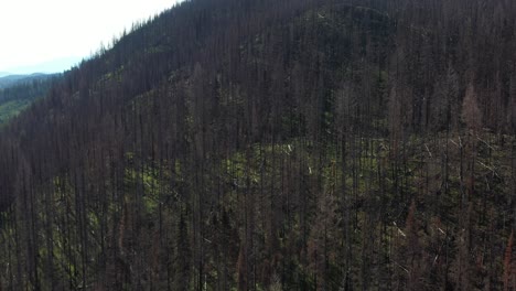 witness nature's recovery: aerial view of british columbia forest fire aftermath