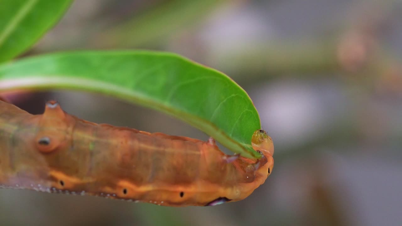 vista de cerca de una oruga de polilla de halcón de oleander se aferra a una hoja verde, alimentándose de hojas verdes frescas, mostrando su distintivo punto ocular y cuerpo segmentado