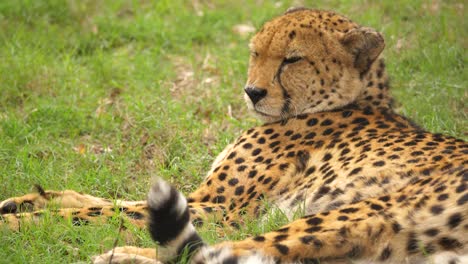 un guepardo descansa en la sabana bajo el sol africano, cierra