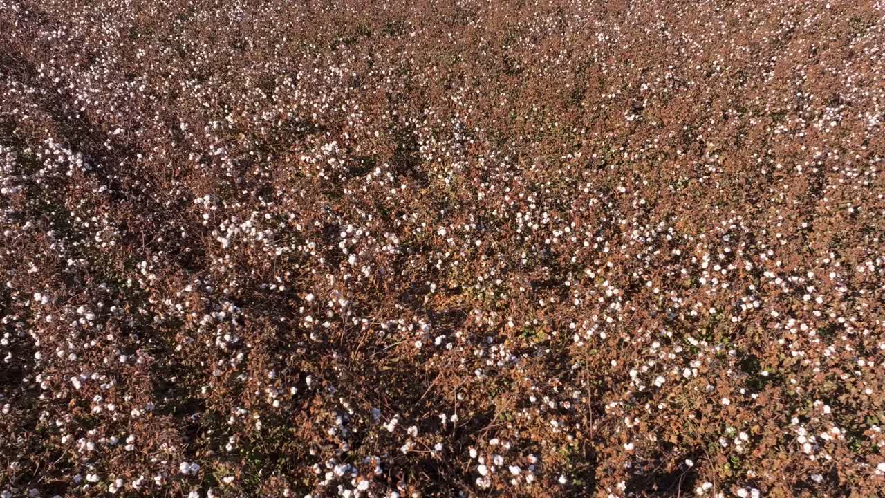 Ripresa drone di campo di cotone bianco sullo sfondo di colline e cielo sereno, Grecia