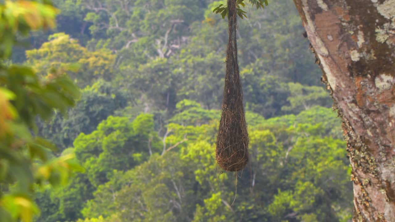 Oropendola’s woven nest hangs from a high branch with the Amazon sky and clouds in the background.