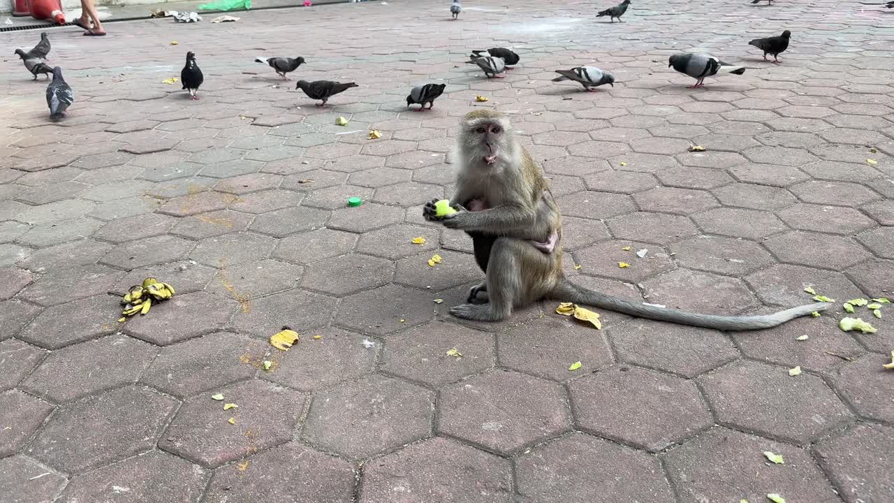 primate mono con bebé comiendo fruta de mango de cerca en las cuevas batu kuala lumpur malasia