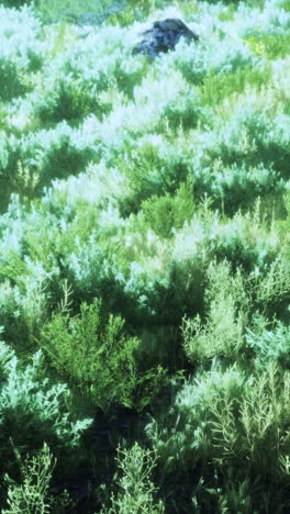 a close-up shot of a lush green field