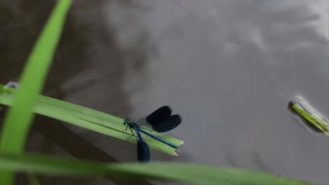 libélula extendiendo sus alas mientras está de pie sobre una planta sobre un río