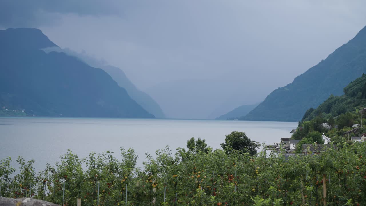 Sady jabłoniowe na brzegach fiordu Hardanger.