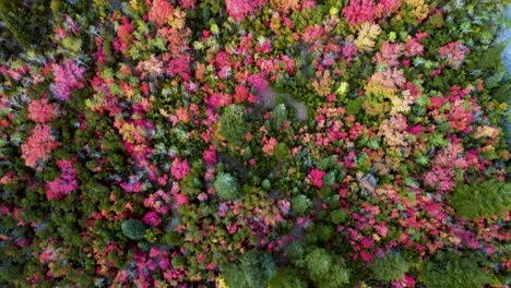 Autumn---Fall-Leaves-Changing-To-Vibrant-Colors,-Aerial-Drone-Overhead-View