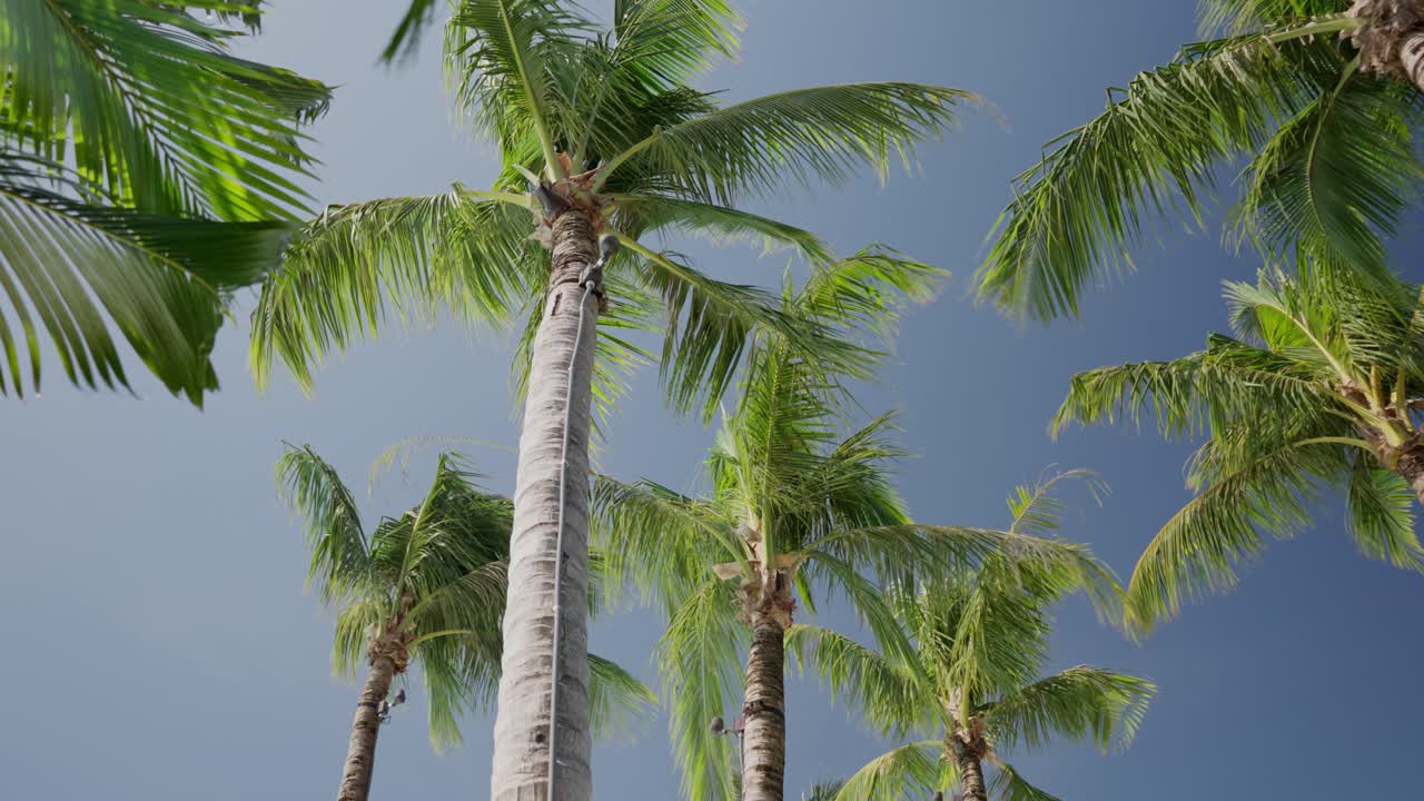 Tilt up view of coconut tree blown by wind with clear blue sky
