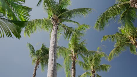 tilt up view of coconut tree blown by wind with clear blue sky