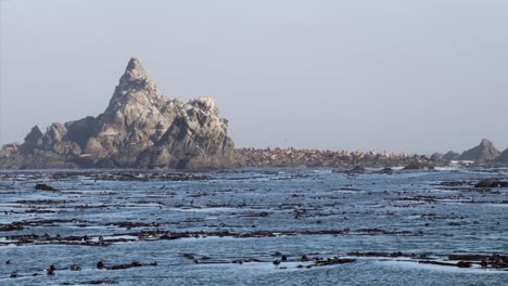 1000's of seals on island in the pacific ocean