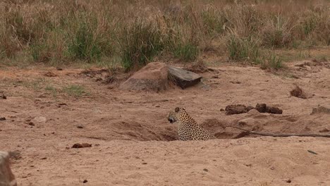 un leopardo se sienta en un pozo de agua que los elefantes crearon en el lecho seco del río y escanean sus alrededores, parque nacional kruger