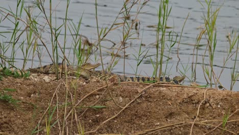 Algunos-Cocodrilos-Jóvenes-Descansan-Al-Lado-Del-Lago-Mientras-El-Que-Está-En-El-Medio-Se-Mueve-Repentinamente,-Cocodrilo-Siamés-Crocodylus-Siamensis,-Tailandia