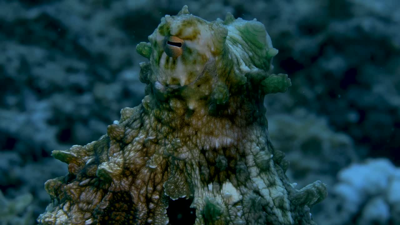 vista de primer plano del guiño de pulpo y cambio de color