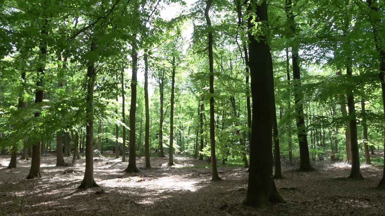 hermosa vista en un denso bosque verde con la luz del sol brillante proyectando una sombra profunda