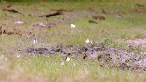 Group-of-adult-white-butterflies-looking-for-food-resources-for-their-caterpillars,-in-slow-motion