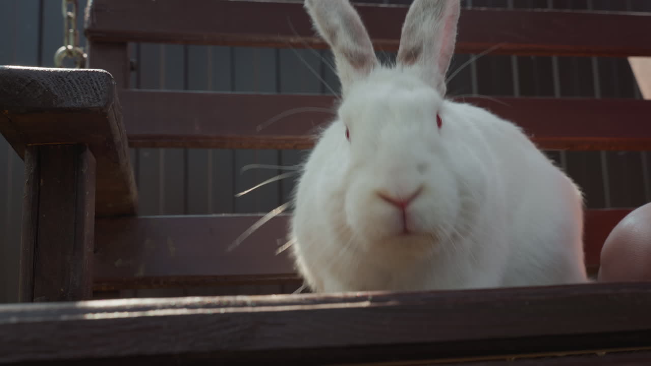 Rustic Porch Setting Featuring Lively Rabbit, Serene Backyard Scene With Alert Rabbit On Wooden Seat, Tranquil Outdoor Environment Showing Attentive Rabbit Silhouette On Rustic Porch