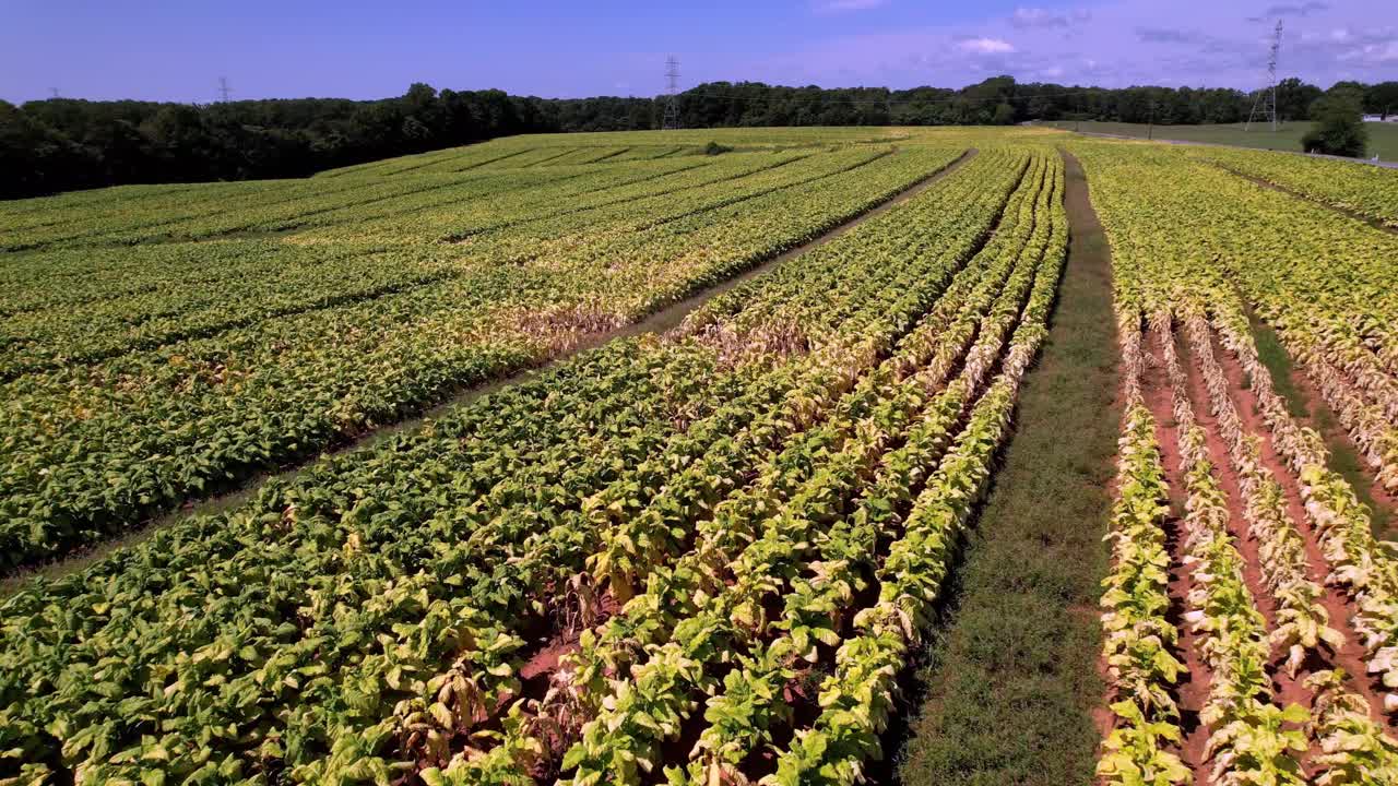 hojas de tabaco amarillentas sobrevuelo aéreo cerca del tiempo de cosecha