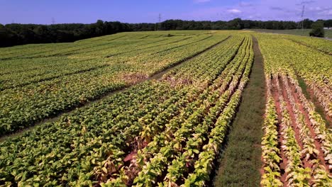 Yellowing-tobacco-leaves-aerial-flyover-near-harvest-time