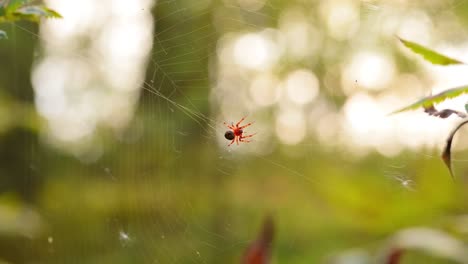 Raindrops-on-the-spider-web.-Cobwebs-in-small-drops-of-rain.