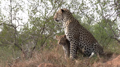 retrato de una madre leopardo con su cachorro imitando cada uno de sus movimientos mientras se sienta en lo alto inspeccionando la tierra africana