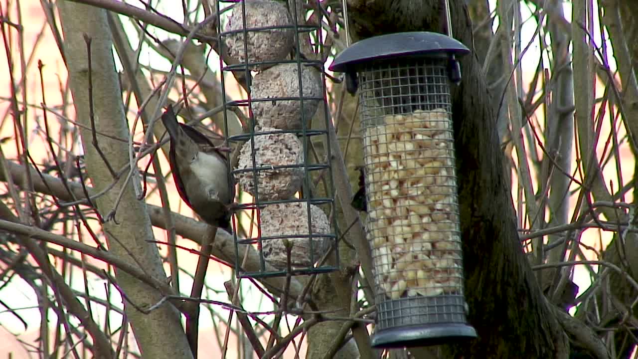 un gorrión alimentándose de bolas gordas colgando de un árbol lila en un comedero para pájaros