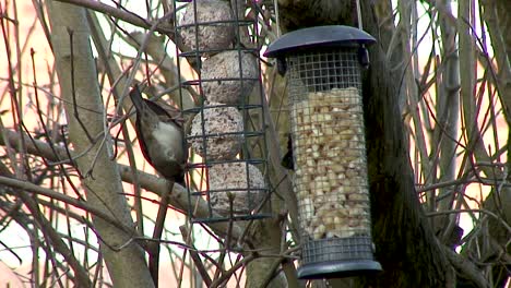 A-House-Sparrow-feeding-on-fat-balls-hanging-in-a-lilac-tree-in-a-bird-feeder