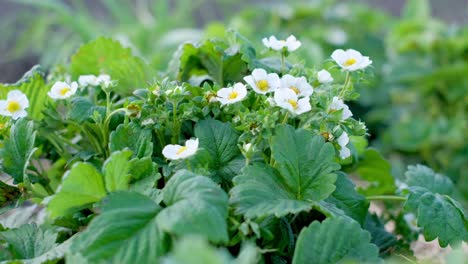 Strawberry Plant with White Flowers in Spring Young Green Strawberry Strawberry Plant with White Flowers in Spring Young Green Strawberry