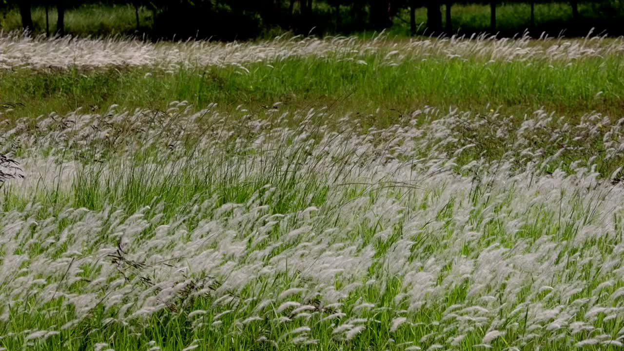 풀 꽃 필드 오후  ⁇ 빛 아래 부드러운 바람과 함께 흐르는