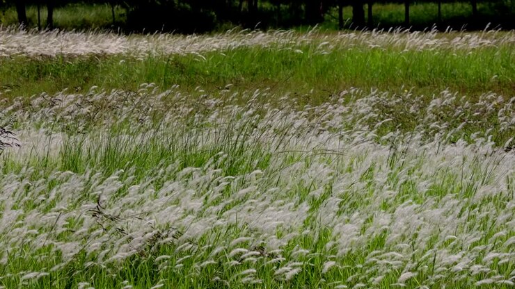 En eng med græsblomster, der svajer i den blide vind under eftermiddagssolen.