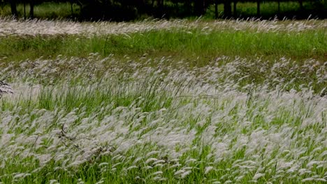 el campo de flores de hierba que fluye con el viento suave bajo la luz del sol de la tarde