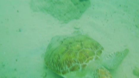 feeding green sea turtles swimming among fishes on a reef