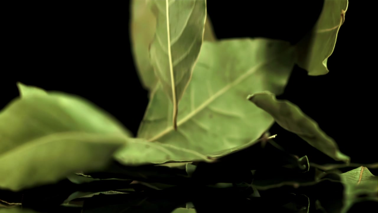 Dried Bay Leaves Falling in Super Slow Motion on Black Background
