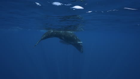 toma en cámara lenta de una ballena jorobada bebé jugando en la superficie en las claras aguas tropicales de la polinesia francesa, tahití