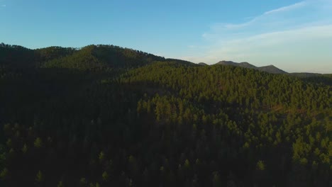 Aerial-dolly-shot-tilting-down-to-reveal-a-large-pine-tree-forest-at-sunset