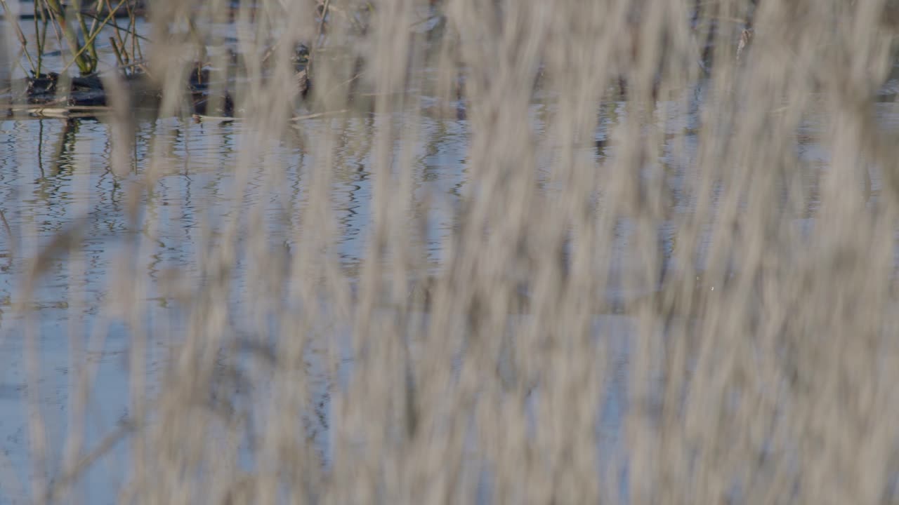 Beaver swimming in water behind reeds