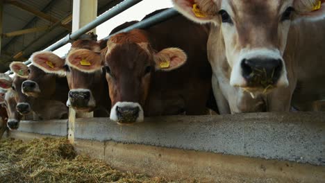 Vacas-Alimentándose-En-La-Granja