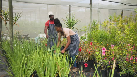 african american woman tending plants in greenhouse, focused on gardening tasks