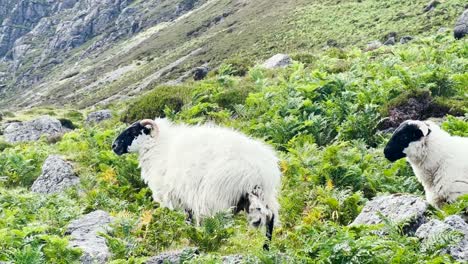 Eine-Herde-Bergbockschafe-Mit-Hörnern-Grast-Bei-Starkem-Wind-Auf-Dem-Gras