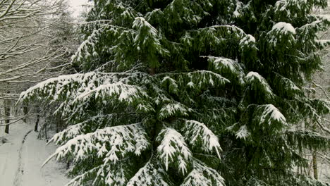 a fir tree covered in white snow, aerial close up tilt down top, winter in poland
