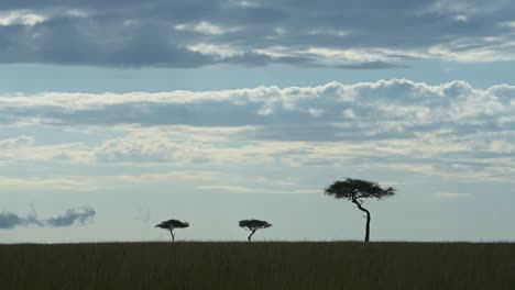 amazing african landscape in maasai mara national reserve, stormy sky with clouds rolling in, acacia trees on horizon silhouetted outline, kenya, atmospheric africa safari scenery