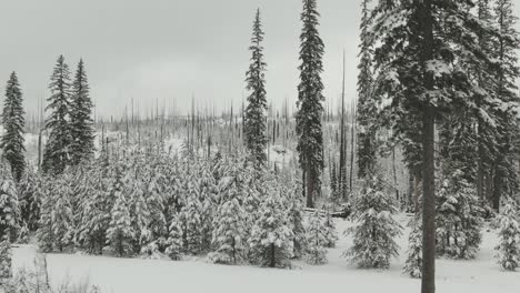 4k-Luft-Verschneiter-Verbrannter-Wald-Drohnenausleger-Nach-Oben-Geschossen