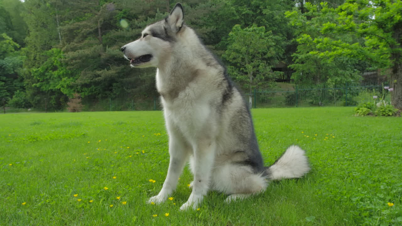 공원에 서 있는 알래스카 에스키모의 와이드 샷