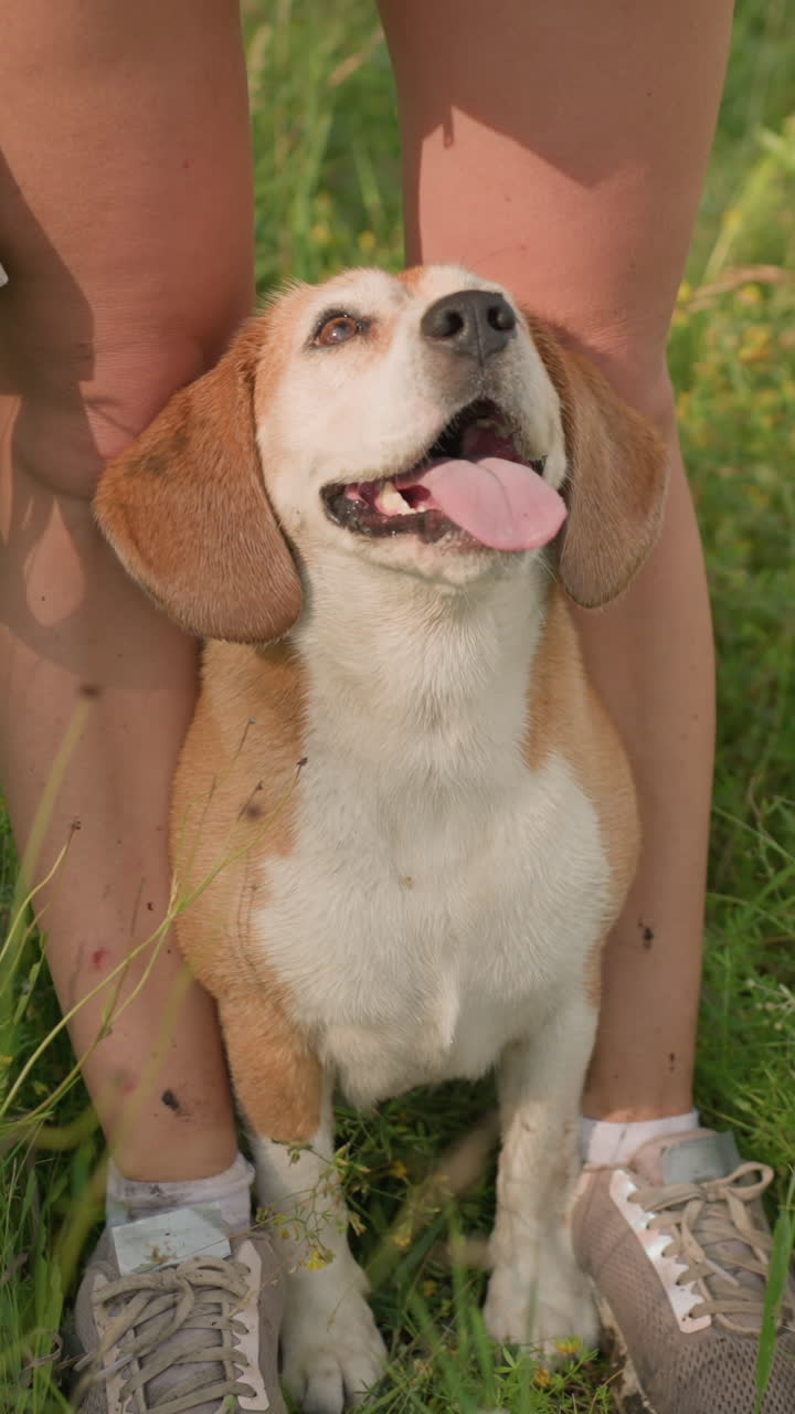 perro agachado entre las piernas de una persona, mirando hacia arriba con la lengua fuera, rodeado de hierba exuberante, persona con correa, momento de unión afectuosa, día soleado, perro alegre con expresión lúdica