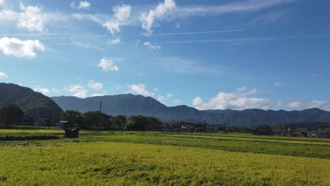 ricefields in tamba countryside, vibrant green mountains ready for summer harvest season, pan