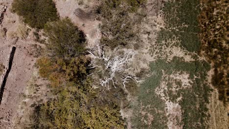 Experience-the-haunting-beauty-of-a-lifeless-oasis-in-Atacama's-desert-with-drone-footage-capturing-a-dead-tree-from-above