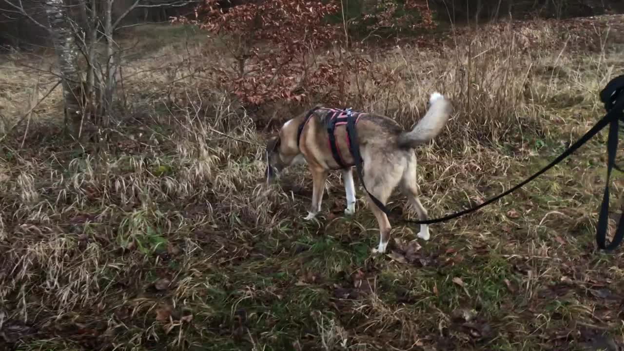 숲에서 목줄을 매고 걷는 개의 중간 와이드 샷