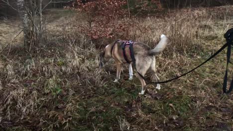 tiro medio ancho de un perro caminando con una correa en el bosque
