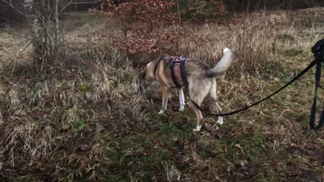 medium wide shot of a dog walking on a leash in the forest