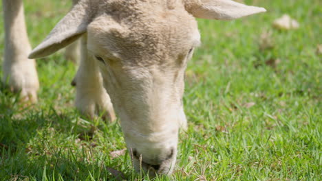 Extreme-Kopfnahaufnahme-Von-Wiltipoll-Schafen,-Die-Grünes-Gras-Auf-Einem-Grasbewachsenen-Feld-Unter-Tageslicht-Grasen